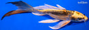 8.25" KIN KIKOKURYU BUTTERFLY