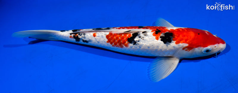 13.75" GINRIN SANKE