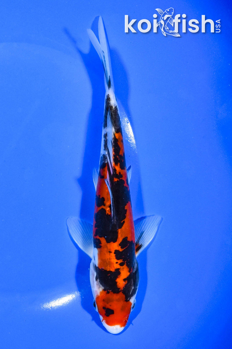 7.5" DOITSU SANKE