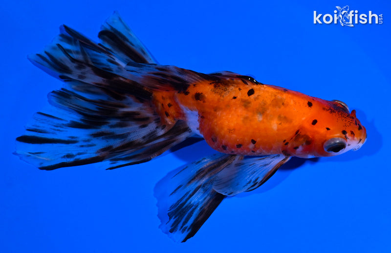 5.25" CALICO WATONAI GOLDFISH
