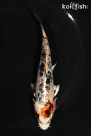 5" ARAGOKE HEISEI NISHIKI