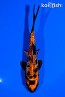 4.75" ARAGOKE HI UTSURI