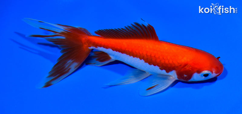6.25" WATONAI GOLDFISH