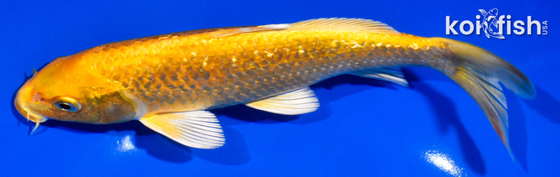 7" GINRIN YAMABUKI OGON