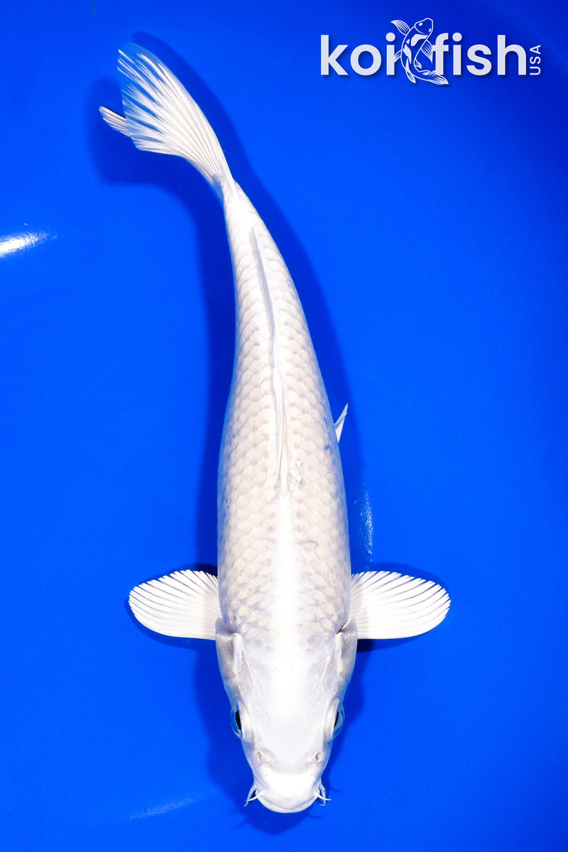 8.25" PLATINUM OGON