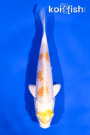 4" HARIWAKE