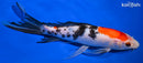 8.75" SANKE BUTTERFLY