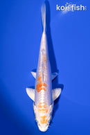6.5" KIKUSUI