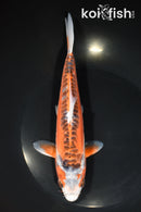 8.75" ARAGOKE HI SHUSUI