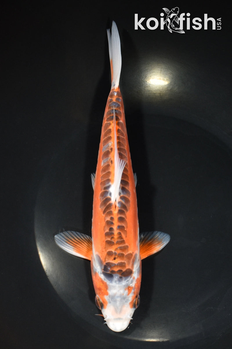 8.75" ARAGOKE HI SHUSUI