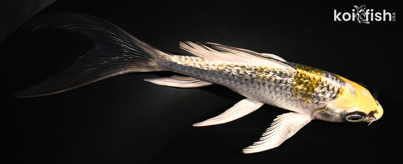 5.25" GINRIN KUJAKU BUTTERFLY