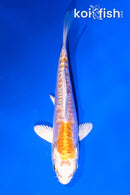 4" DOITSU LEMON HARIWAKE