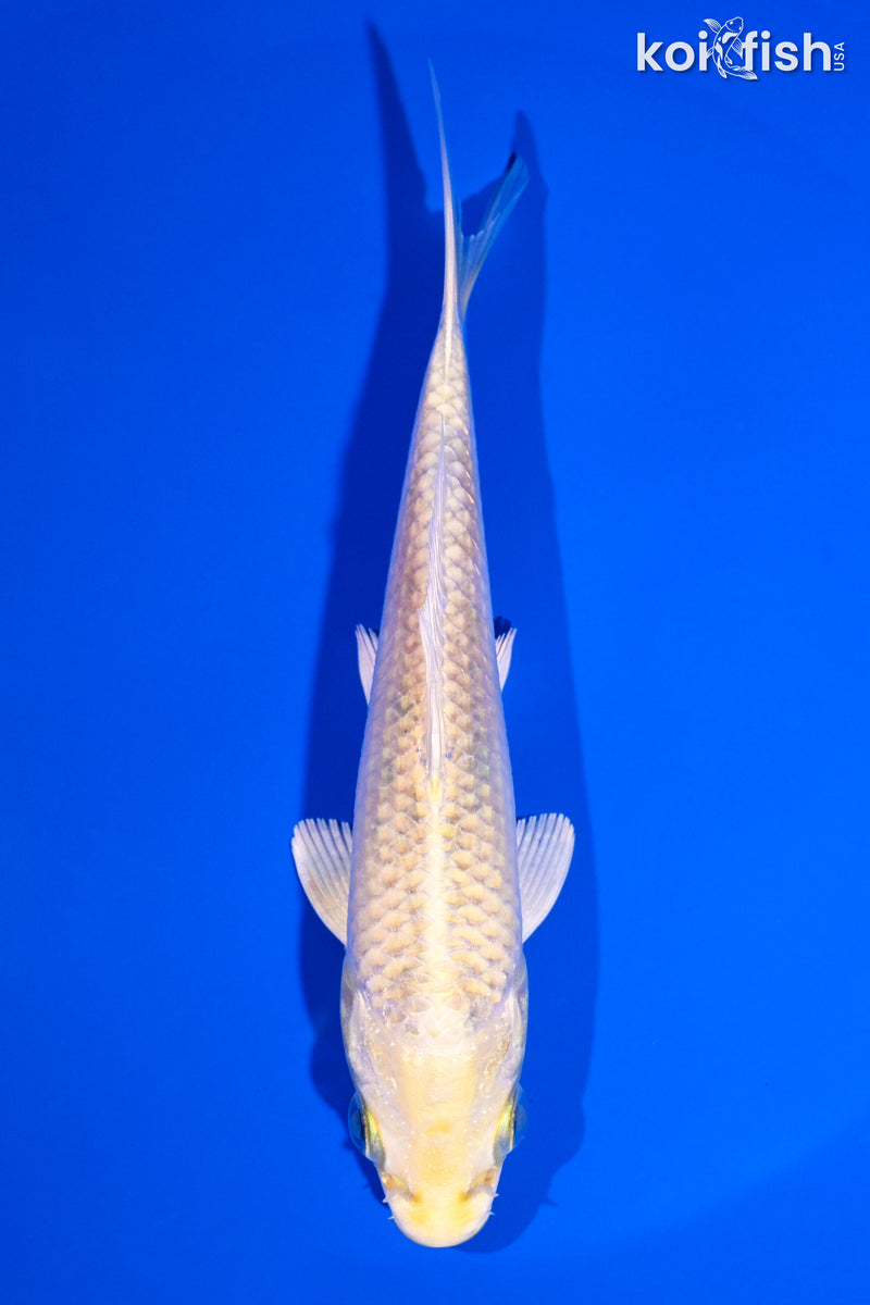 5.25" YAMABUKI OGON