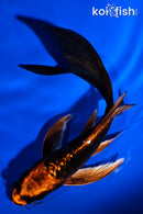5.25" ARAGOKE BENI KIKOKURYU BUTTERFLY