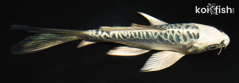 6" ARAGOKE KIKOKURYU BUTTERFLY