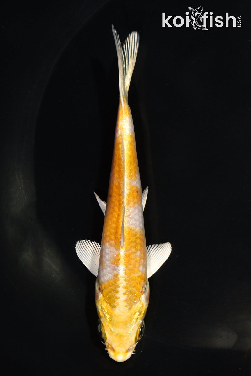 5" HARIWAKE