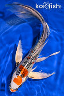 10.25" KUJAKU BUTTERFLY