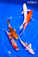PACK OF (5) 4-5" STANDARD KOI