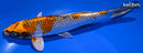 9.25" KUJAKU