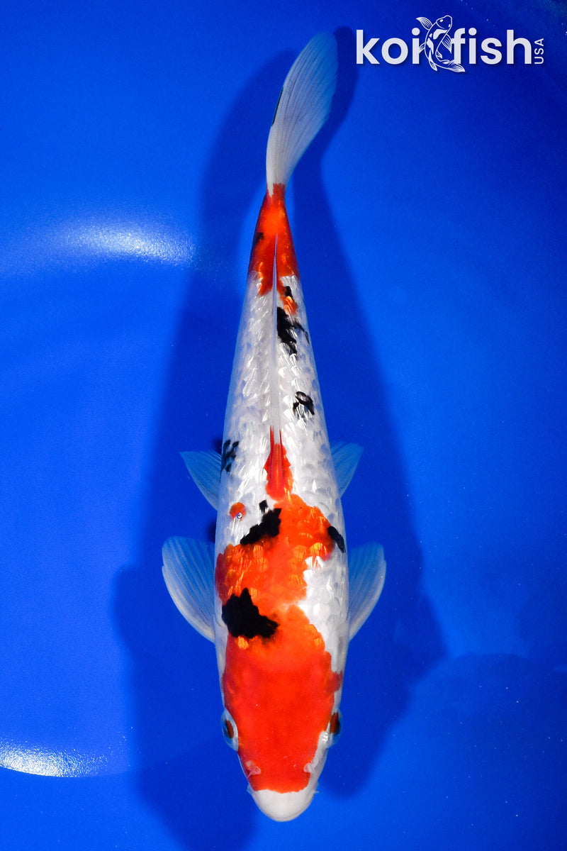 9.75" GINRIN SANKE