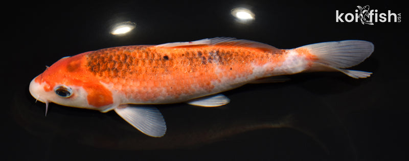7.25" GOROMO