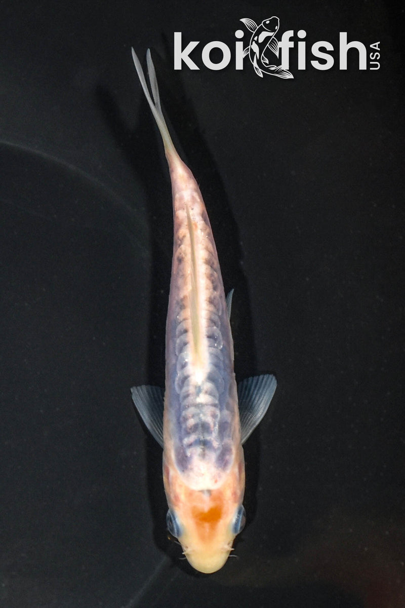 5.75" SHUSUI