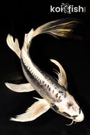 11" KIKOKURYU BUTTERFLY