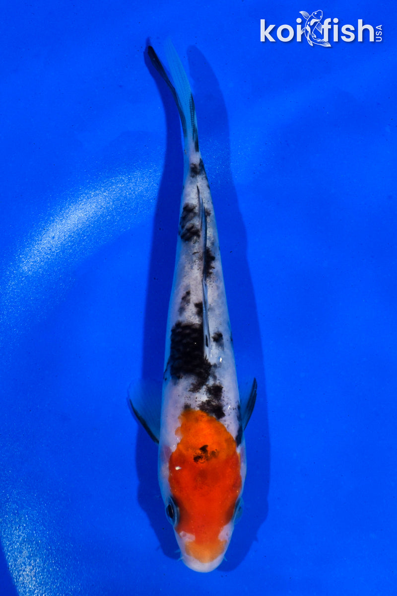 5.5" SANKE