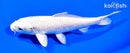 6.5" PLATINUM OGON