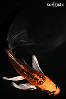 5.75" BENI KIKOKURYU BUTTERFLY