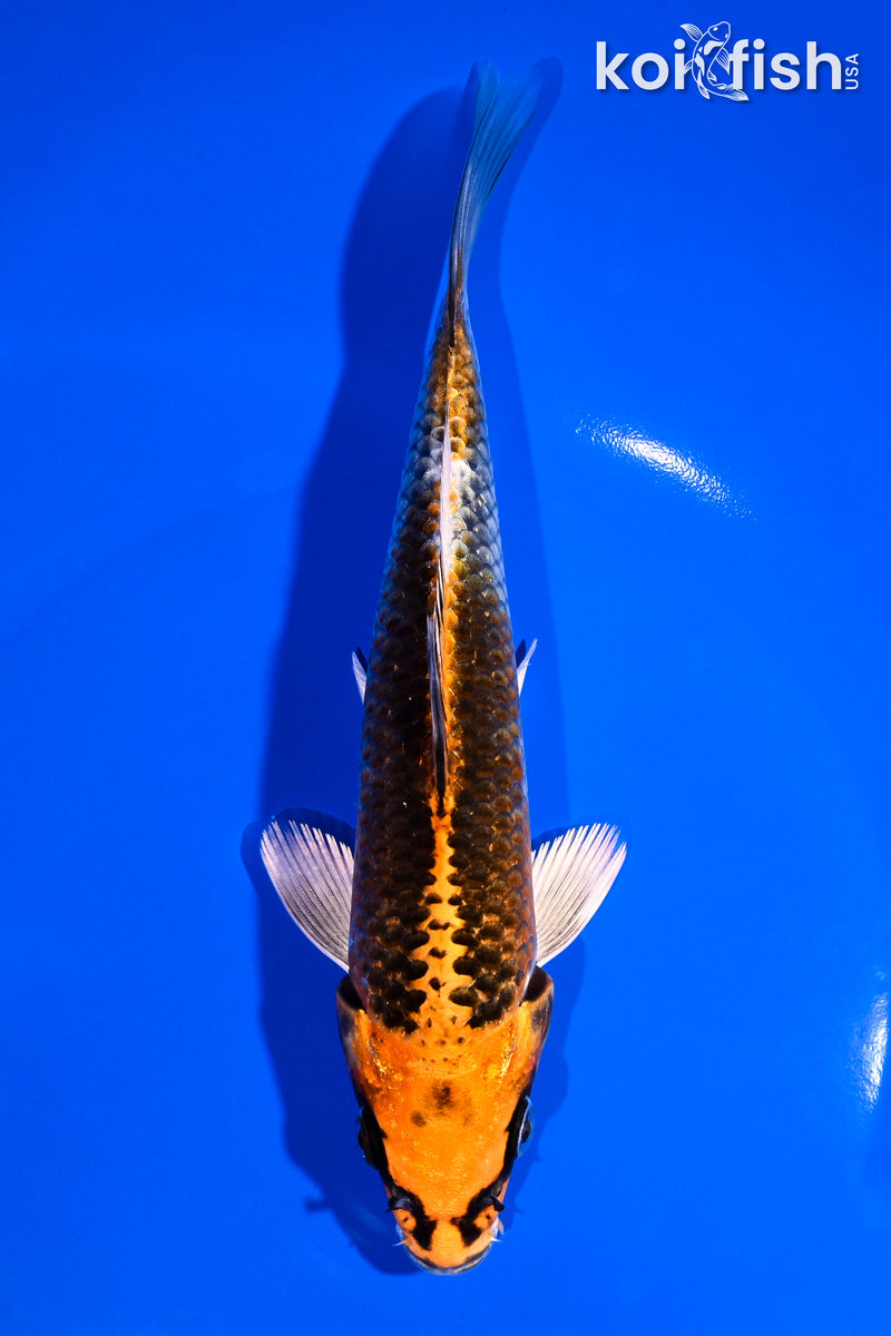 7" KUJAKU