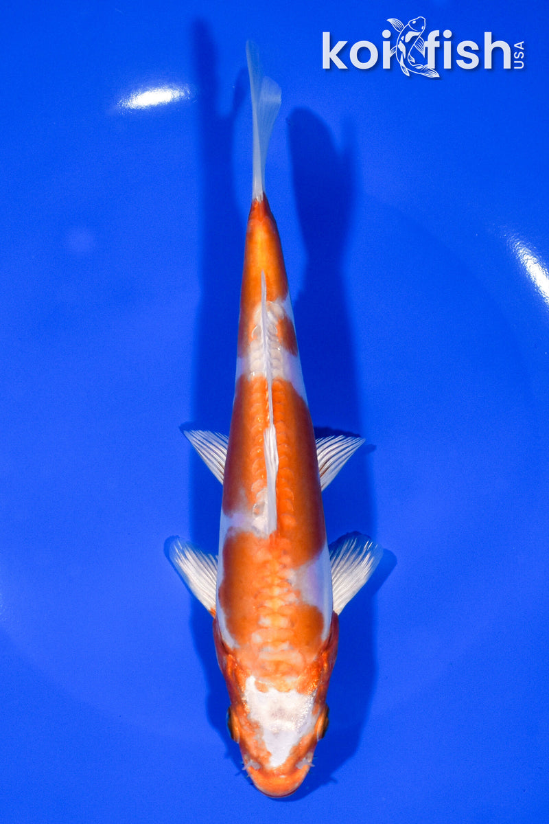 7" KIKUSUI