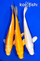 PACK OF (3) 6.5-7" STANDARD KOI