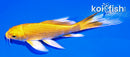 4" YAMABUKI OGON BUTTERFLY