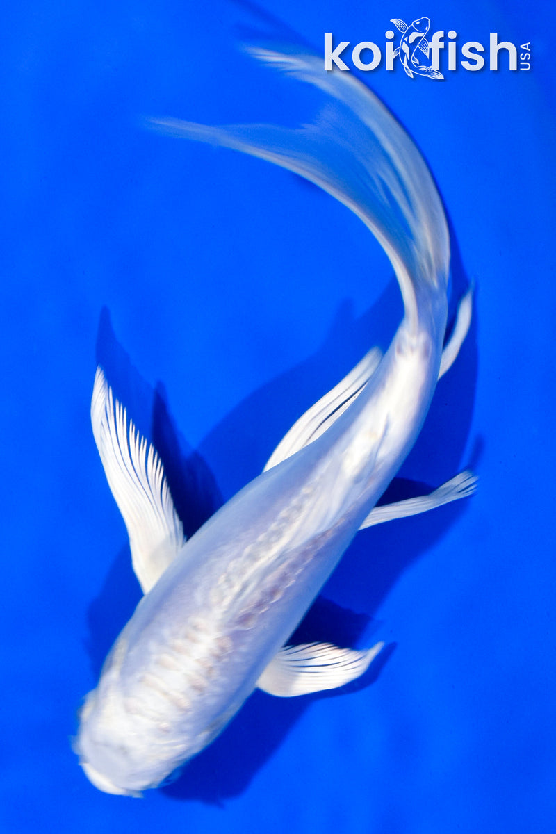 5.5" DOITSU PLATIUNUM OGON BUTTERFLY