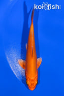 4.25" DOITSU ORENJI OGON