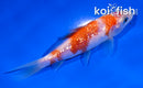 4" GINRIN KOHAKU