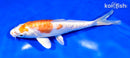 7.5" KIKUSUI