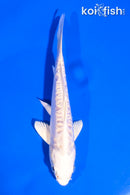 5" DOITSU PLATINUM OGON