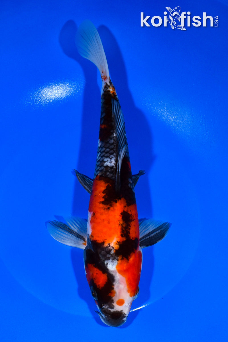 10" SHOWA