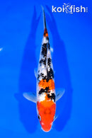 8.5" GINRIN SANKE