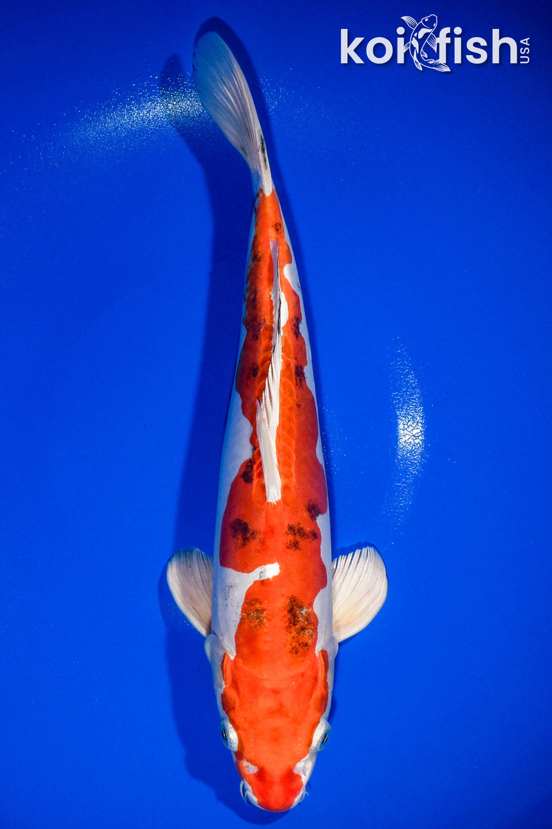 13.5" HEISEI NISHIKI