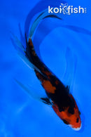 5.5" AKA SANKE BUTTERFLY