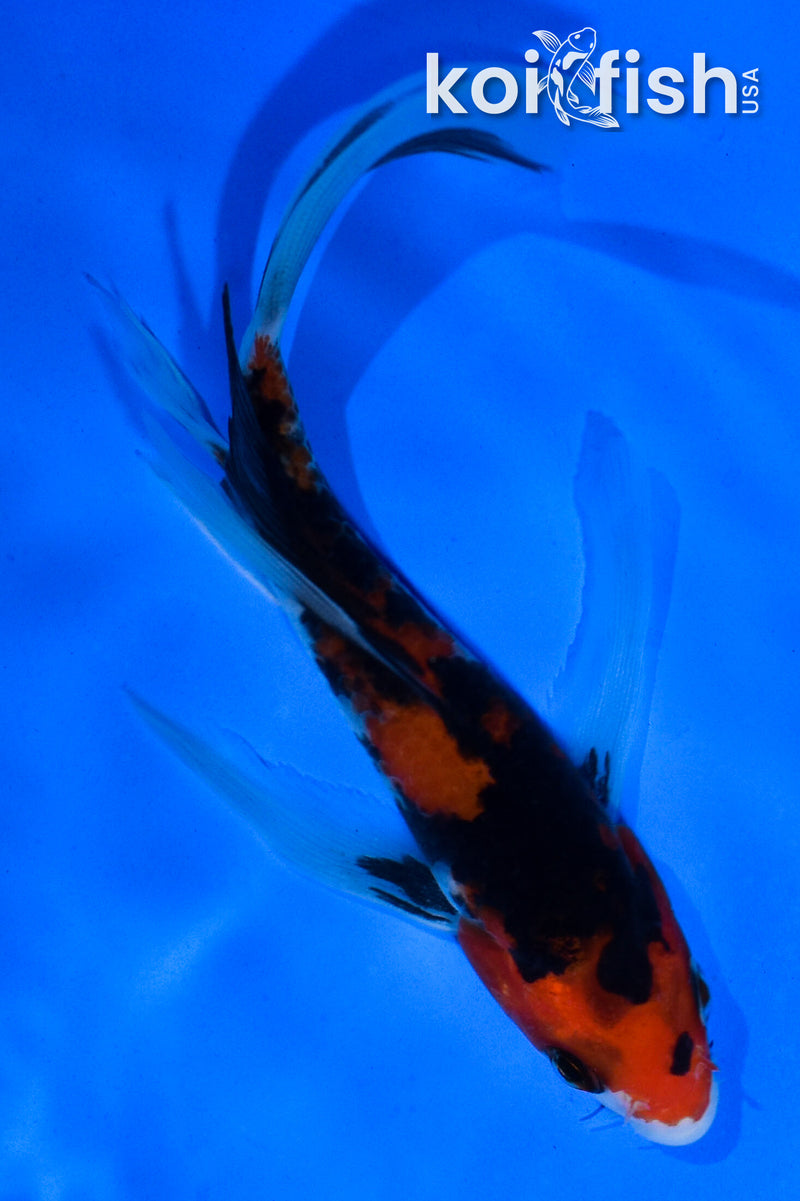 5.5" AKA SANKE BUTTERFLY