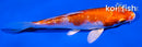 4" GINRIN HARIWAKE