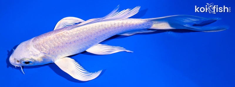 5.75" PLATINUM OGON BUTTERFLY