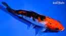5.75" SANKE