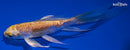 5" DOITSU YAMABUKI OGON BUTTERFLY
