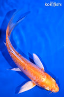 5.5" ARAGOKE KIKUSUI BUTTERFLY