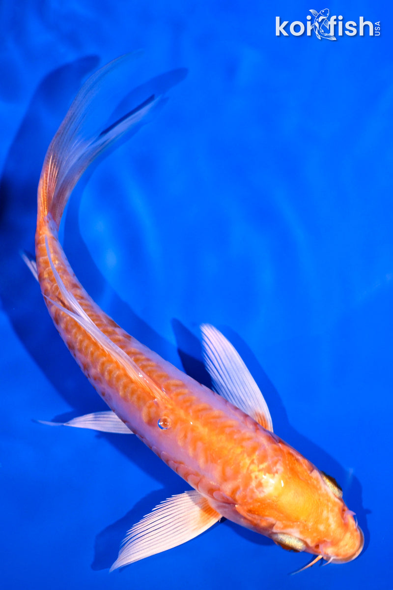 5.5" ARAGOKE KIKUSUI BUTTERFLY